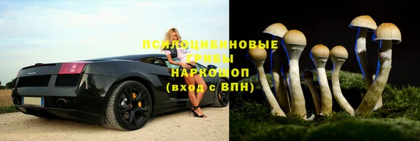сатива Беломорск